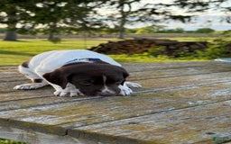 German Shorthaired Pointer dogs for sale: Blue Collar - Image 1