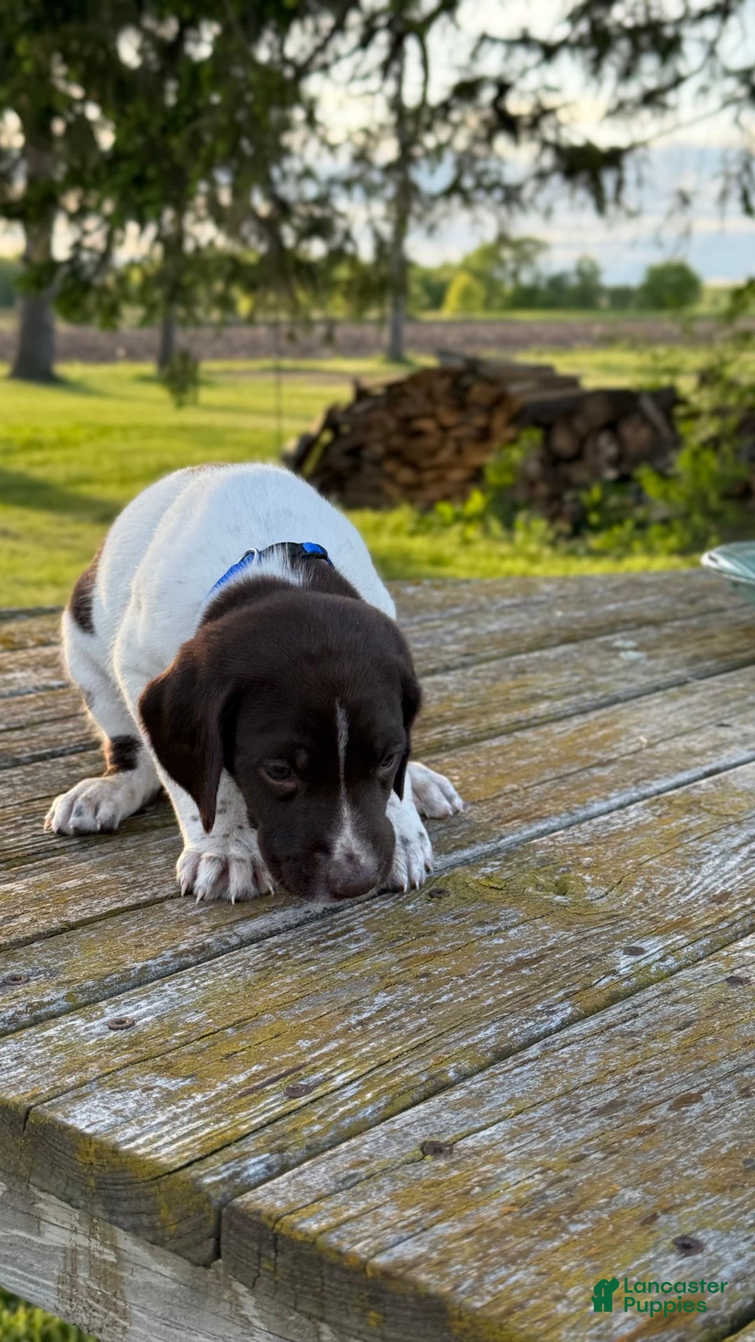 German Shorthaired Pointer dogs for sale: Blue Collar - Image 1