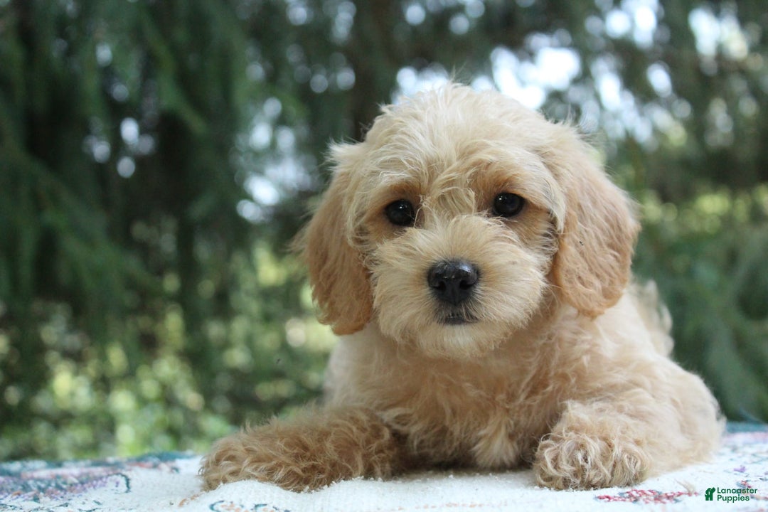 Miniature Poodle dogs for sale: Caramel - Image 2