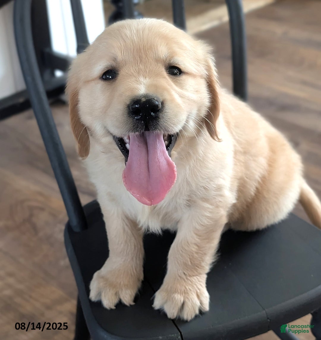 Golden Retriever dogs for sale: Millie - Image 4