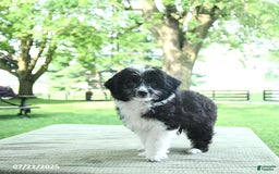 Mini Aussiedoodle dogs for sale: Walker - Image 5