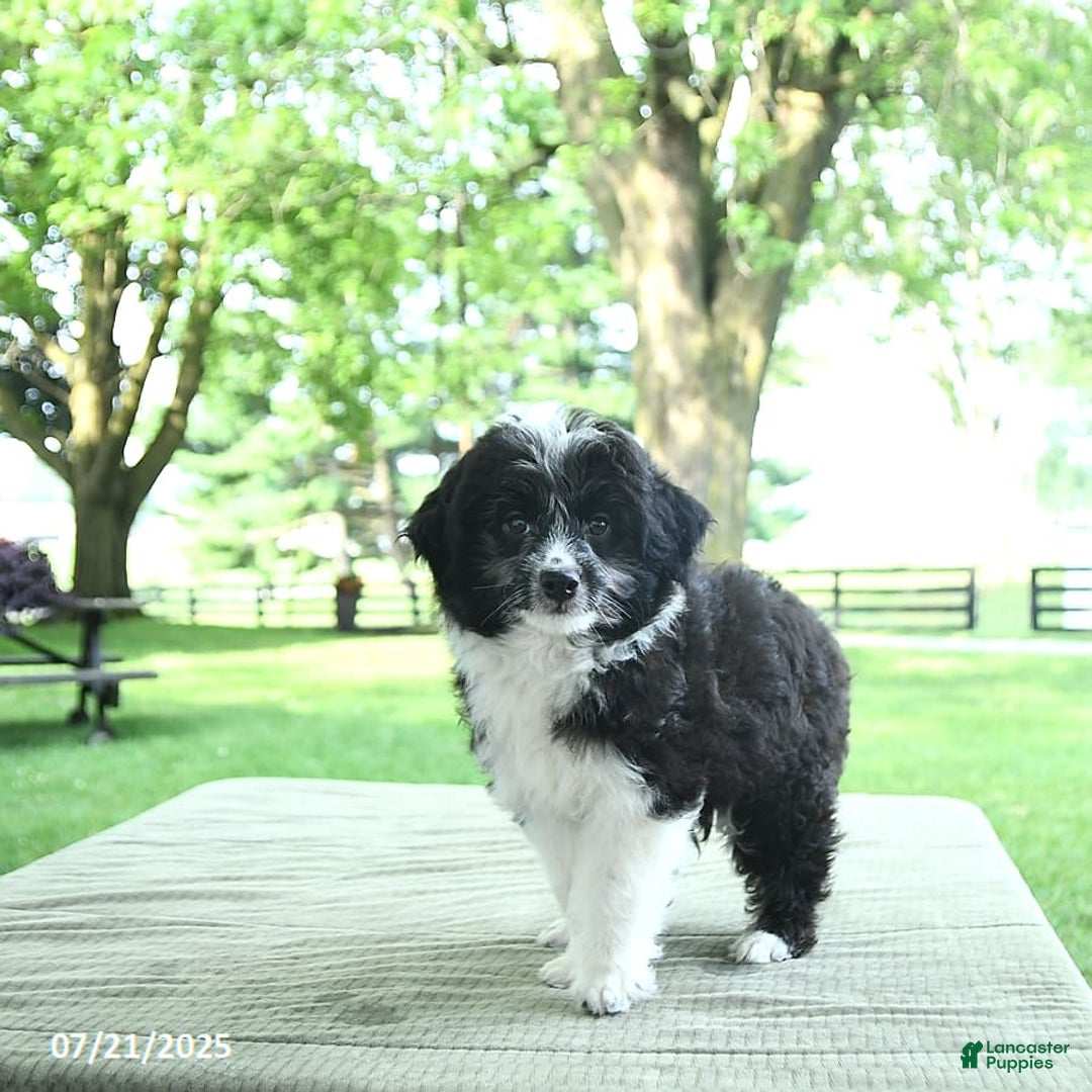 Mini Aussiedoodle dogs for sale: Walker - Image 5
