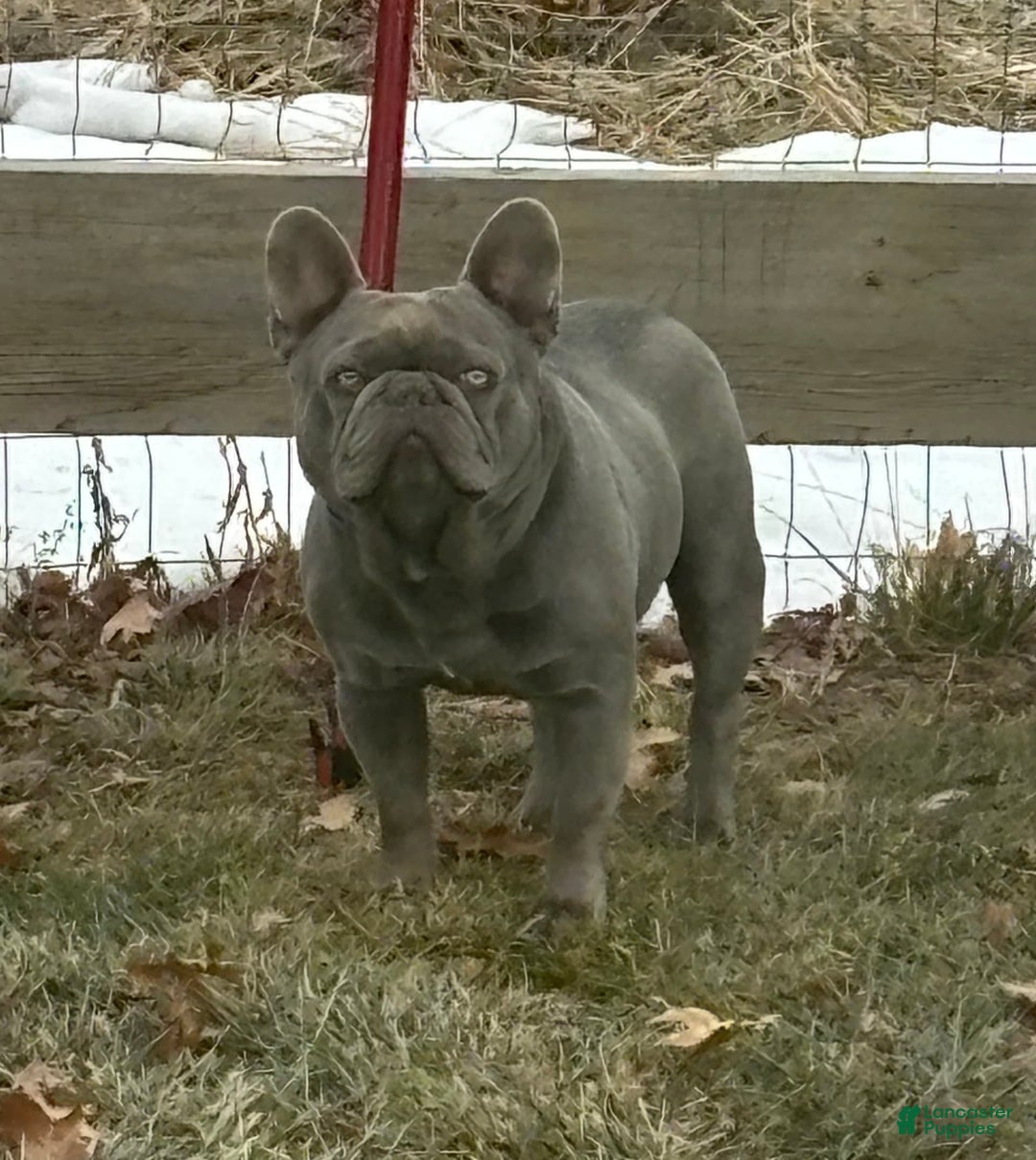 French Bulldog dogs for sale: Bentley - Image 4