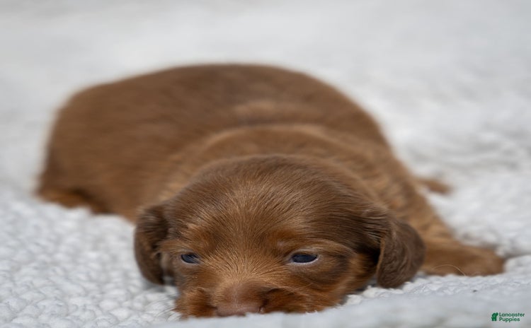 Miniature Dachshund dogs for sale - Ad 2