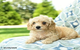 Cockapoo dogs for sale: Apple - Image 4