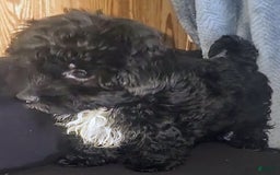 Yorkiepoo dogs for sale: Laverne - Image 5