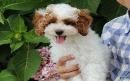 Miniature Poodle dogs for sale: Lily - Image 29