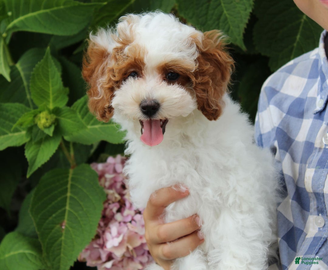 Miniature Poodle dogs for sale: Lily - Image 29