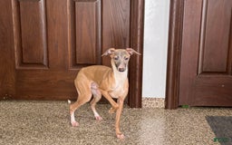 Italian Greyhound dogs for sale: Kenny - Image 6