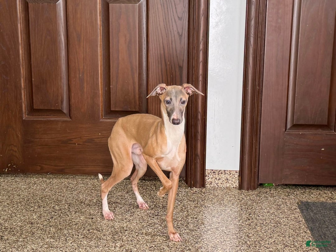 Italian Greyhound dogs for sale: Kenny - Image 6