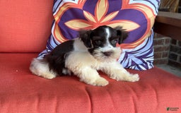 Miniature Schnauzer dogs for sale: Fancy Male 2 Akc Liver Parti - Image 13