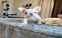 French Bulldog dogs for sale: Sunday - Image 3