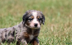 Bernese Mountain Dog dogs for sale: Angel - Image 2