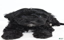 Yorkiepoo dogs for sale: Bingo - Image 4