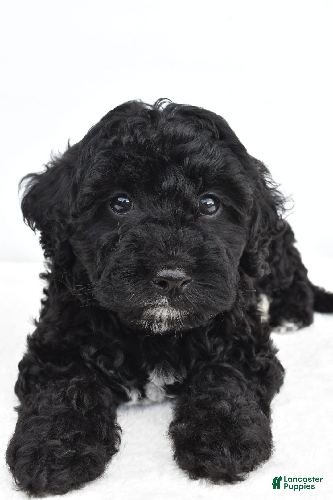 Yorkiepoo dogs for sale: Bingo - Image 4