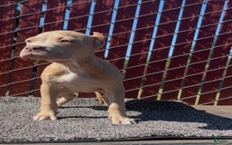 American Bully dogs for sale: Shadow - Image 3