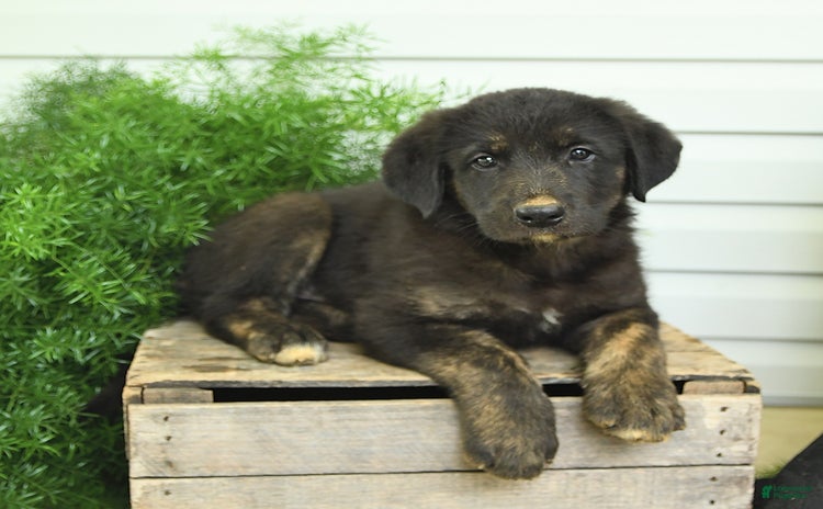 German Shepherd dogs - Advert 7