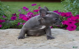 French Bulldog dogs for sale: Quinn - Image 2
