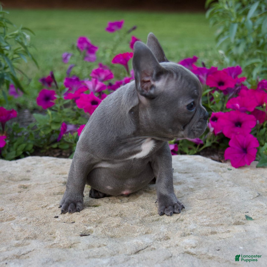 French Bulldog dogs for sale: Quinn - Image 2