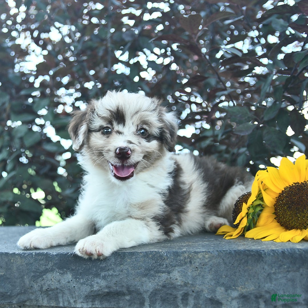 Aussiedoodle dogs for sale: Sage - Image 3