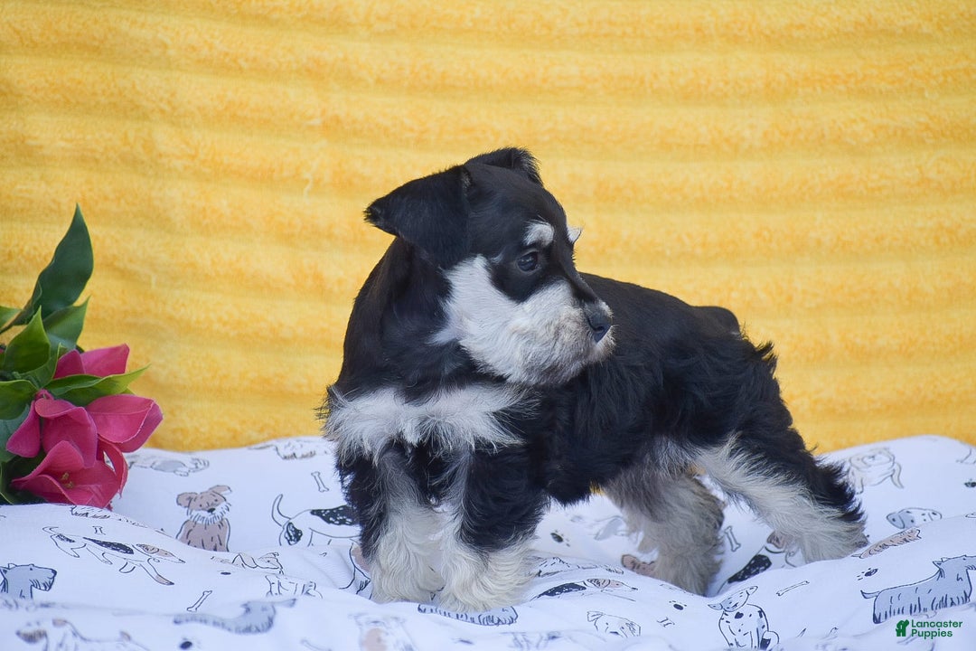Miniature Schnauzer dogs for sale: Valerie - Image 5