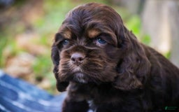 Cocker Spaniel dogs for sale: Dane - Image 14