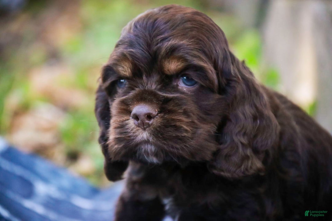 Cocker Spaniel dogs for sale: Dane - Image 14
