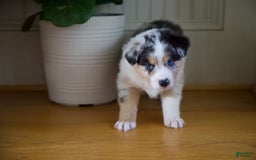 Australian Shepherd dogs for sale: Kiwi - Image 11