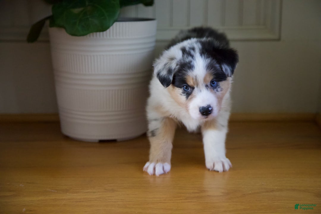 Australian Shepherd dogs for sale: Kiwi - Image 11