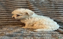 Maltipoo dogs for sale: Deisel - Image 7