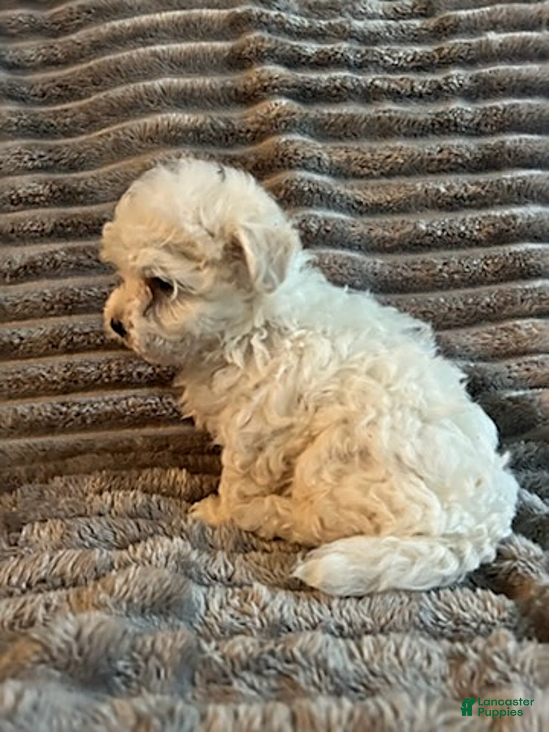 Maltipoo dogs for sale: Deisel - Image 7