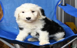 Sheepadoodle dogs for sale: Daisy - Image 8