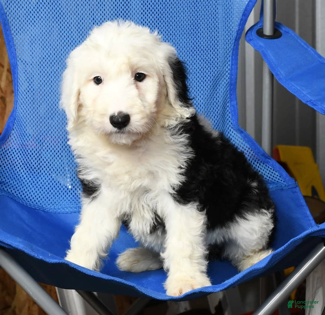 Sheepadoodle dogs for sale: Daisy - Image 8