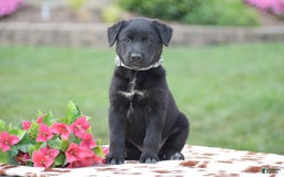 German Shepherd dogs for sale: Apple - Image 1