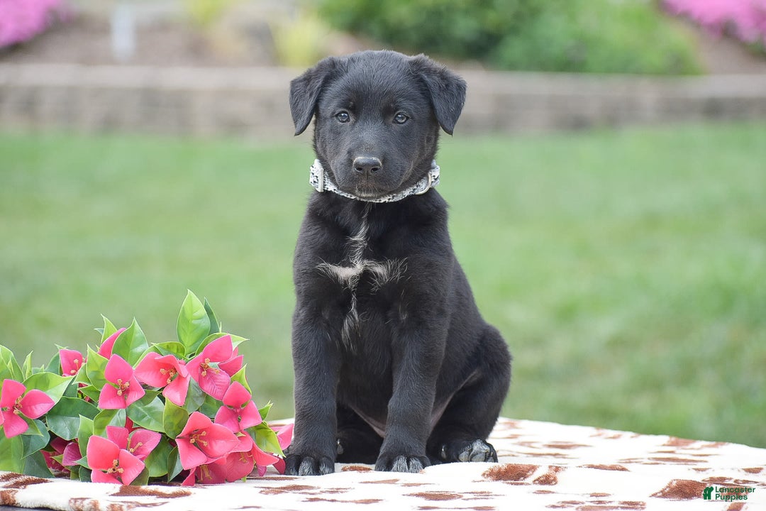 German Shepherd dogs for sale: Apple - Image 1