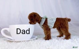 Havapoo dogs for sale: Chase - Image 12