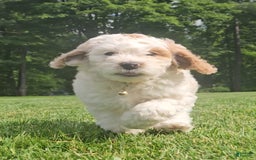 Miniature Poodle dogs for sale: Champ - Image 3