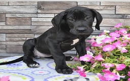 Great Dane dogs for sale: Coffee - Image 4
