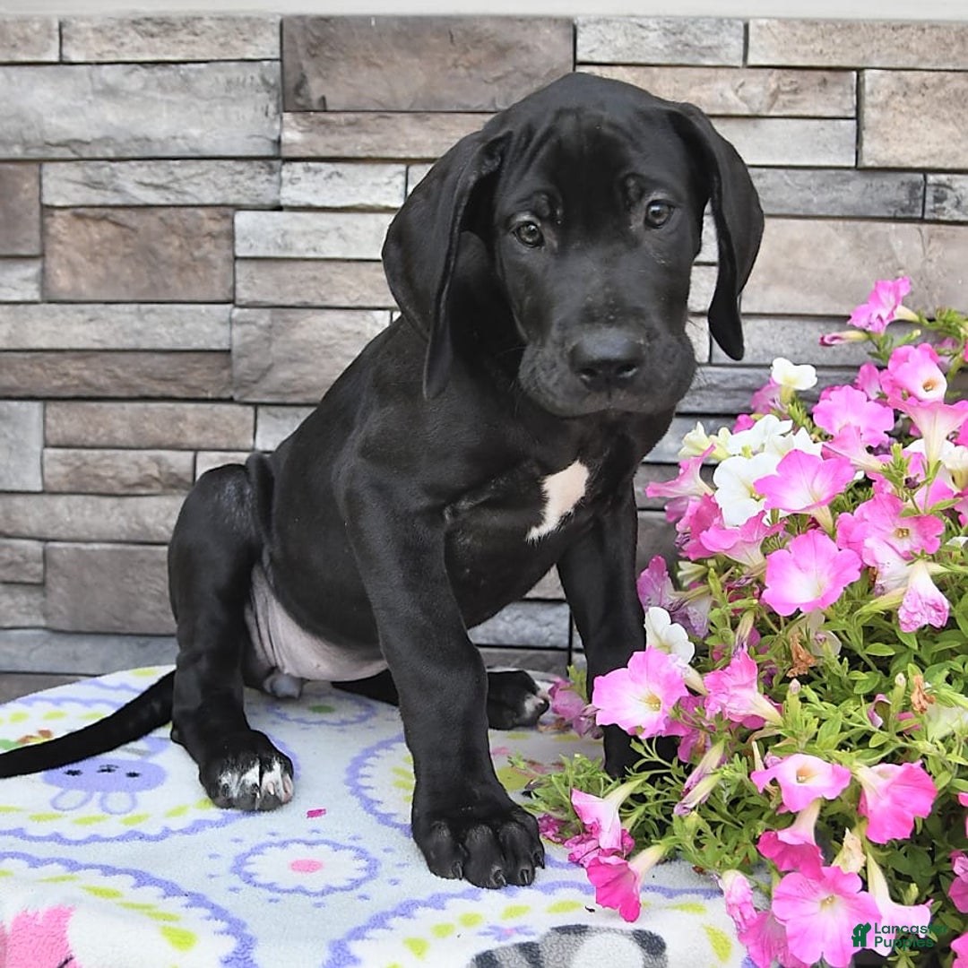 Great Dane dogs for sale: Coffee - Image 4