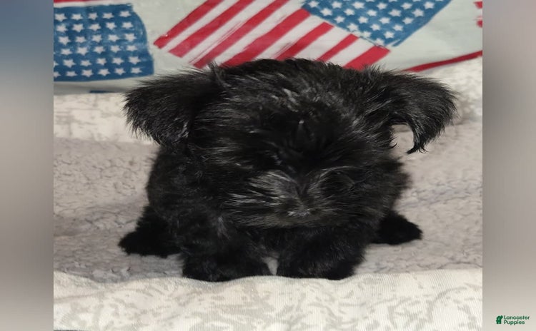 Morkie dogs for sale - Ad 1