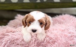 Cavapoo dogs for sale: Brady - Image 4