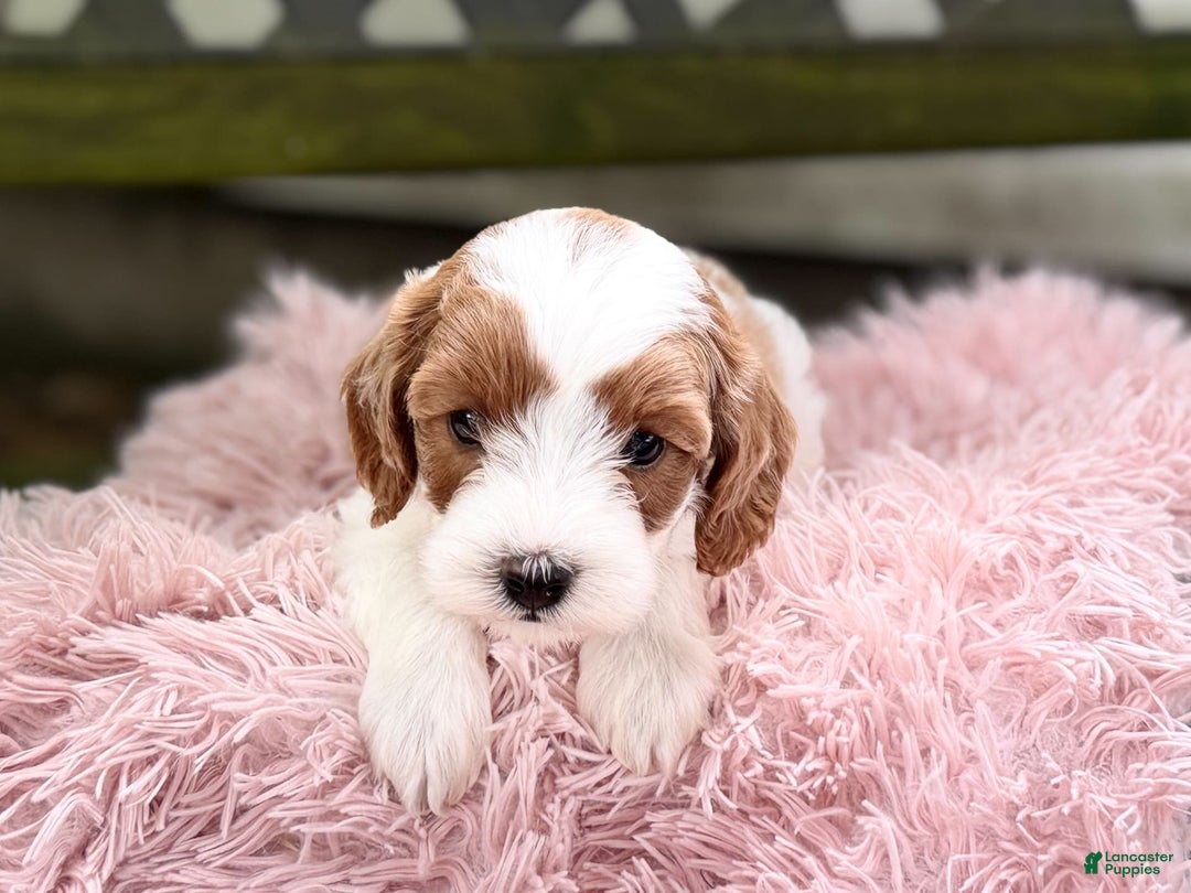 Cavapoo dogs for sale: Brady - Image 4
