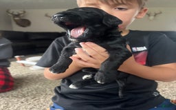 Goldendoodle dogs for sale: Skye - Image 10