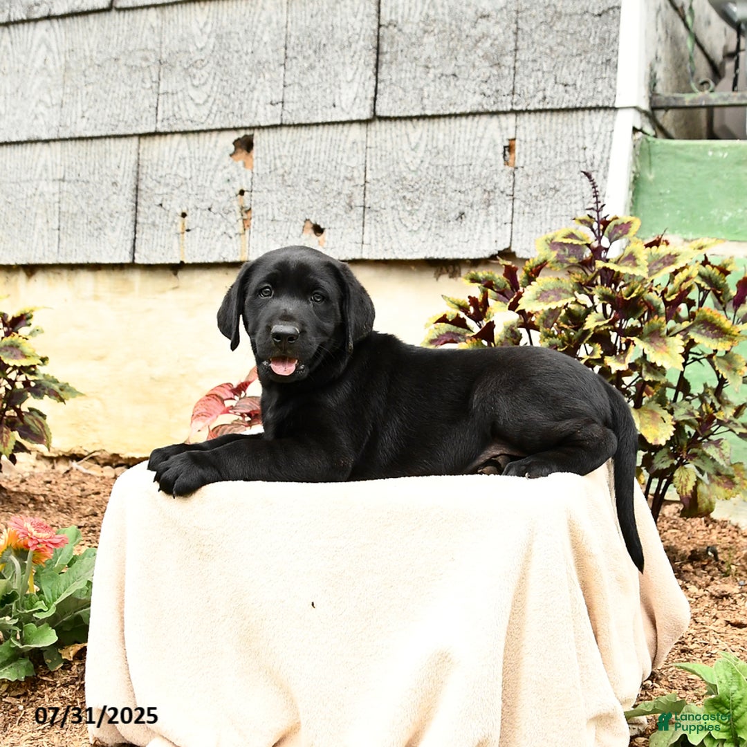 Labrador Retriever dogs for sale: Moose - Image 3