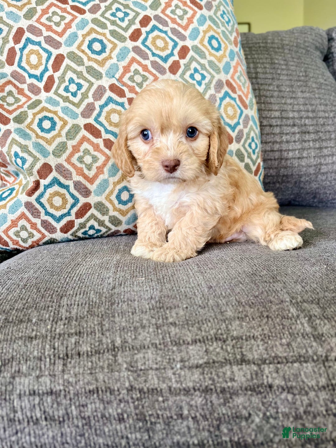 Cavapoo dogs for sale: Leo - Image 8