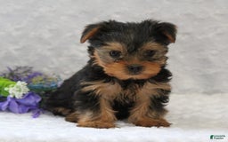 Yorkshire Terrier dogs for sale: Lincoln - Image 2