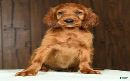 Irish Setter dogs for sale: Maizey - Image 2