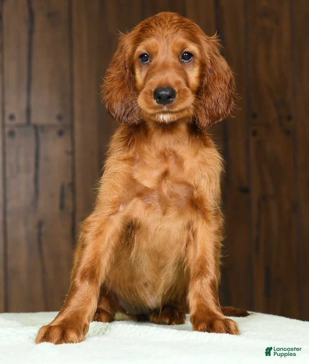 Irish Setter dogs for sale: Maizey - Image 2