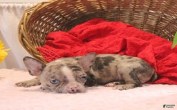 French Bulldog dogs for sale: Allison - Image 5