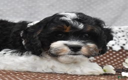 Cavapoo dogs for sale: Wade - Image 6